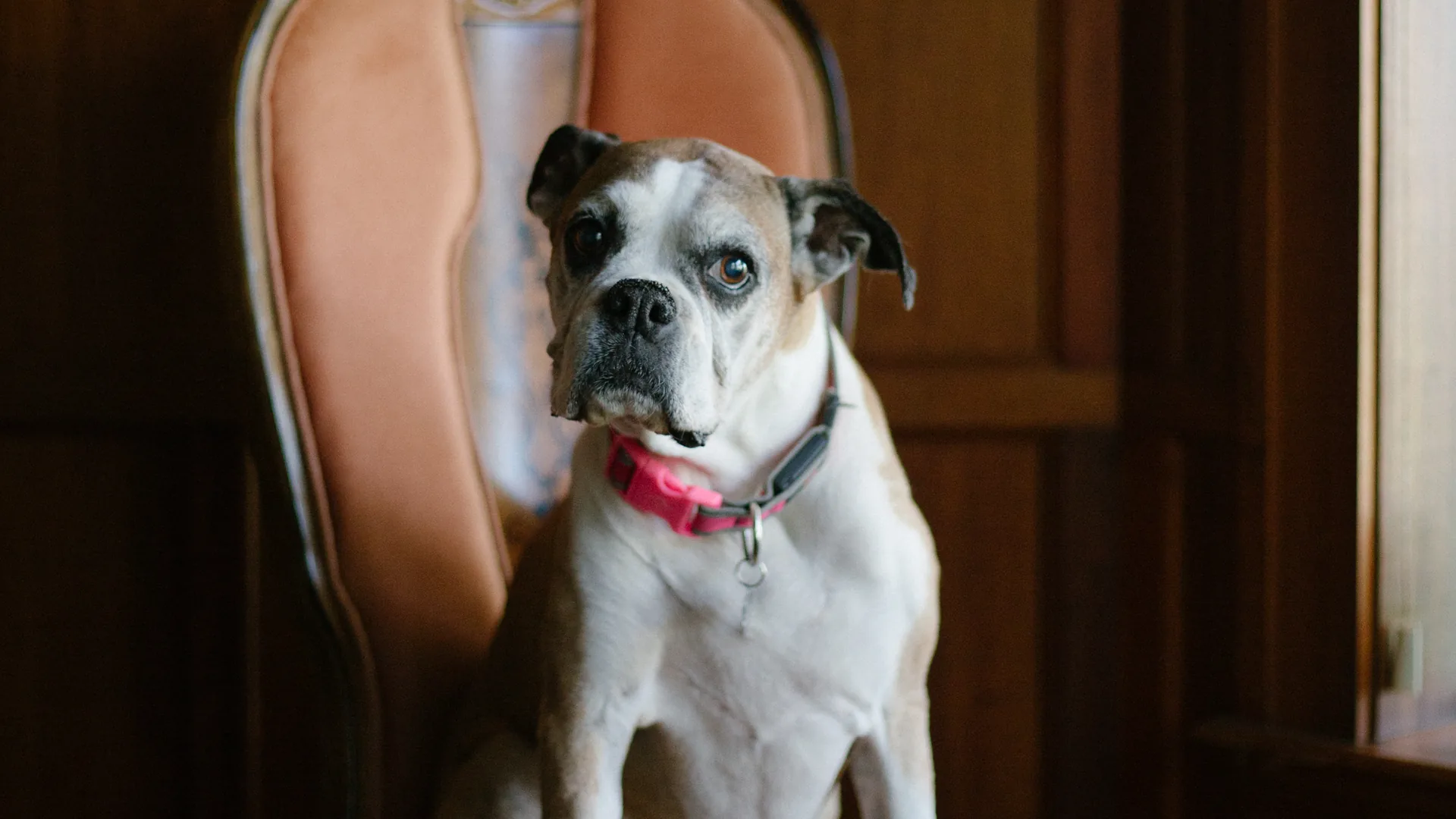 A rescue dog resting in an armchair at Rescue Dog Wines